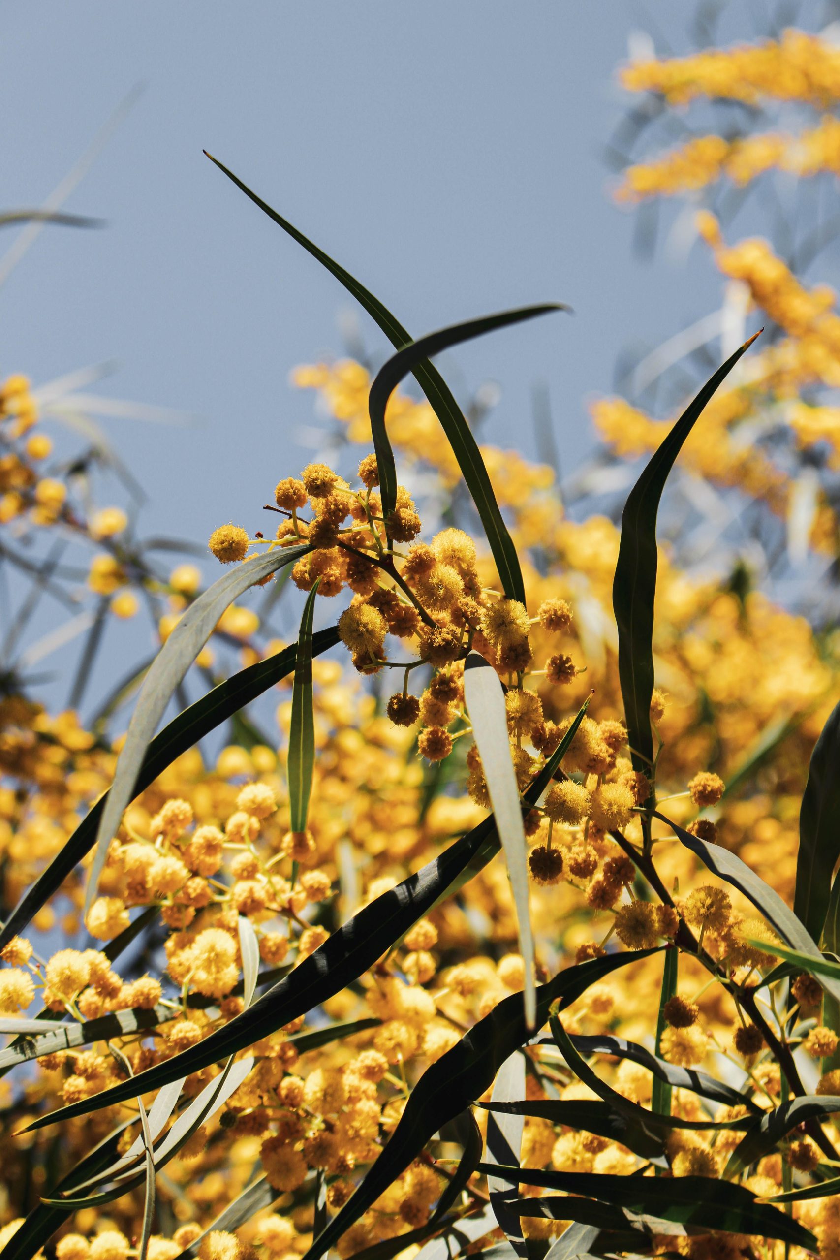 Golden wattle in bloom against a summer sky
